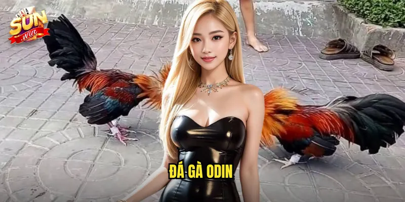 đá gà Odin